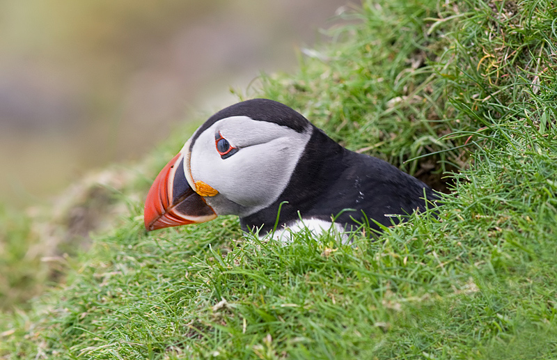 papegaaiduiker-5---site a.jpg